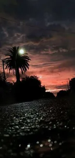 Silhouette of a palm tree at night under a dramatic sky.