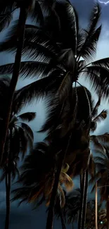 Silhouetted palm trees against a stormy night sky.