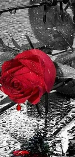 Red rose with barbed wire and raindrops creating a vivid contrast.