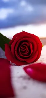 Red rose on a road with a dramatic sky backdrop.