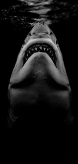 Dramatic black and white shark silhouette wallpaper for mobile.