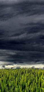 Moody clouds over a green field wallpaper.