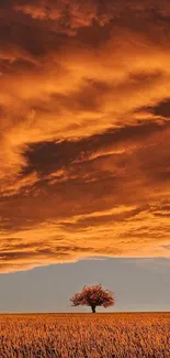 Lone tree in a field under dramatic orange sunset clouds.