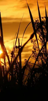 Orange sunset with dark silhouettes of plants under a cloudy sky.