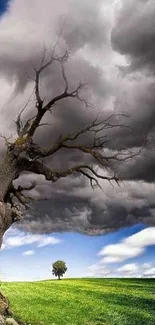 Dramatic landscape with tree and stormy sky, emphasizing nature's raw beauty.