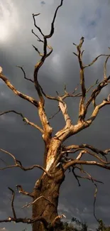 Dramatic dead tree against a dark gray sky.