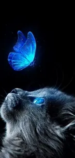 Cat gazing at a glowing blue butterfly on a dark background.