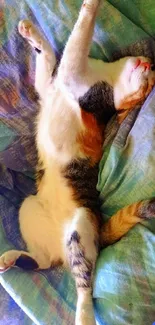 A cute cat stretches on a colorful blanket.