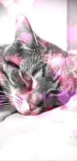 A cozy cat with pink heart overlays creating a dreamy effect.