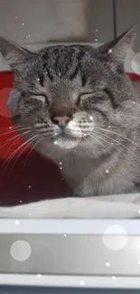 Cat with eyes closed surrounded by sparkles.