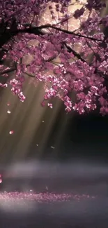 Beautiful cherry blossom with soft glow in serene nature scene.