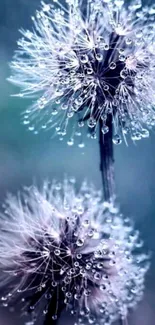 Mobile wallpaper of dandelions with dew drops, in soft blue shades.