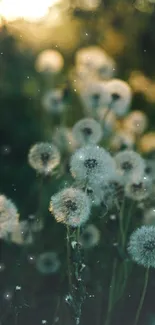 Tranquil landscape of dandelions during sunset