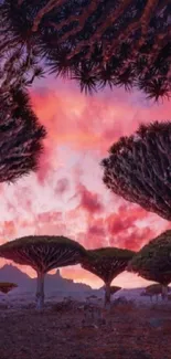 Purple sunset over a dragon blood tree forest.