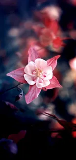 A dreamy floral wallpaper with a pink blossom on a dark background.