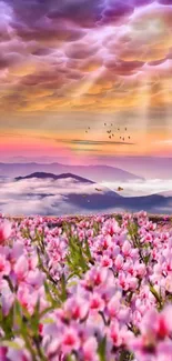 Floral field with pink flowers under a dreamy sunrise sky over mountains.