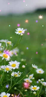 A dreamy floral phone wallpaper with daisies and colorful sparkles.