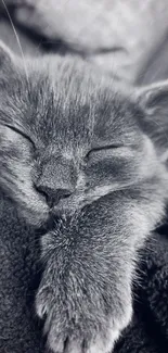 Gray kitten peacefully sleeping on a cozy blanket.