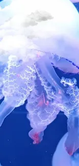 Jellyfish with cloud overlay in dreamy wallpaper.