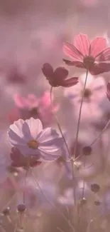 Dreamy field of pink flowers in soft light.