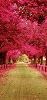 A scenic pathway with vibrant pink trees along the sides, creating a floral tunnel.