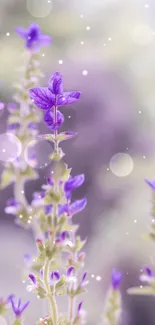 Dreamy purple flowers with soft ethereal light effects.