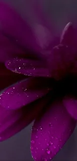 Close-up of a vibrant purple flower with dew drops.