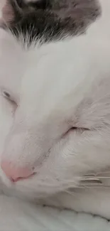 Close-up of a white cat sleeping peacefully with a pink nose.