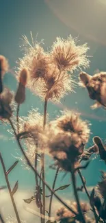 Sunlit flowers create a dreamy, serene atmosphere against a teal blue sky.