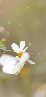 White butterfly landing on a daisy flower with soft bokeh light effects.