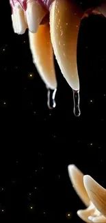 Dripping vampire fangs against a starry black background wallpaper.