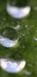 Close-up of water droplets on a green leaf.