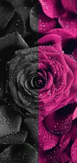 Dual-toned rose mobile wallpaper in black and magenta.