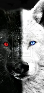 Black and white wolf art with red and blue eyes on a phone wallpaper.