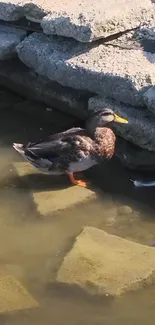 Duck standing by rocky lakeside under sunlight.