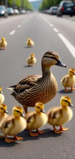 Duck family crossing the road with ducklings.