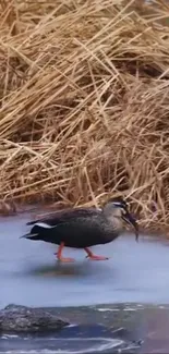 Duck on icy marshland with brown reeds.