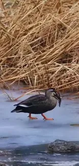 Duck walking on icy lake with dry reeds in background.