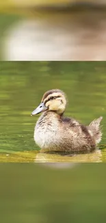 Cute duckling swimming in a serene green pond wallpaper.