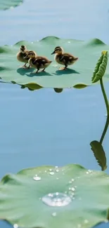 Ducklings on lotus leaves in a serene pond scene.