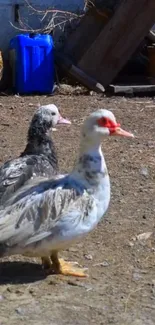 Ducks and rooster in a rustic farmyard setting with earthy tones.