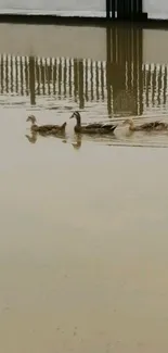 Ducks gliding on still water with reflections and serene background.