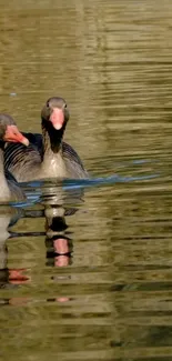 Two ducks gliding on a reflective water surface in a serene setting.