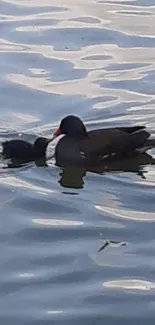 Ducks swimming peacefully on the calm water surface.