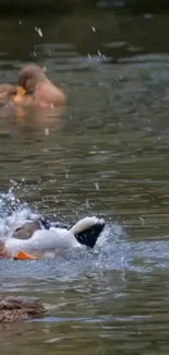 Ducks playfully splashing in a calm pond surrounded by nature.