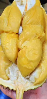 Close-up of fresh, ripe durian fruit showcasing creamy texture.