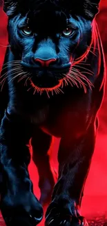 Black panther on vivid red backdrop, exuding wild power.