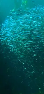 Swarm of blue fish creating a dynamic underwater scene.