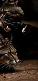 Two cats in dynamic action against a dark earthy background.