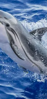 Dolphin leaping through blue ocean waves.
